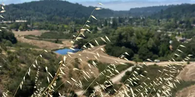 Scotts Valley Preserve